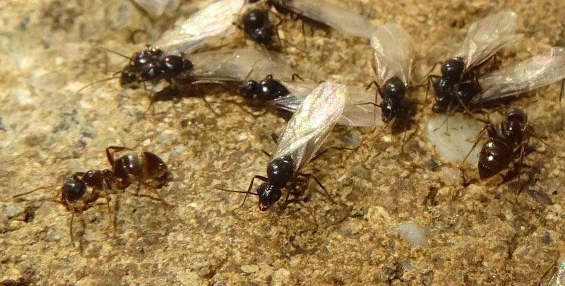 Lasius sp. (alate e non).....pi un ?